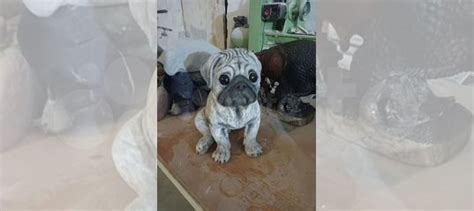 Мопс купить в Москве | Животные и зоотовары | Авито