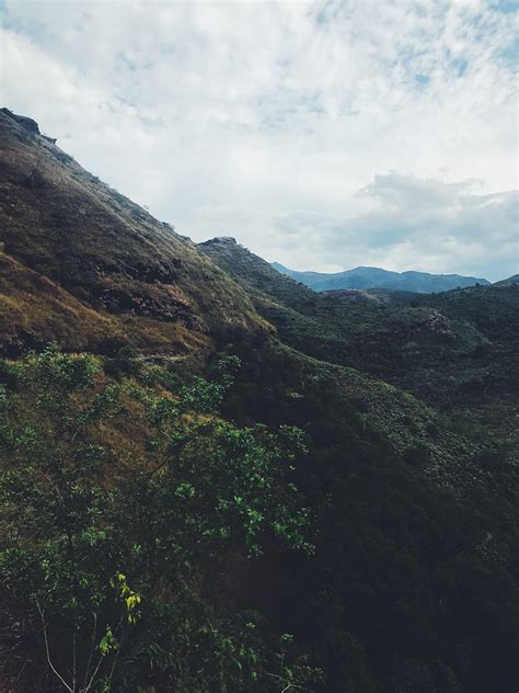Stunning and Endangered Brazilian Pine Trees | Reach the World 