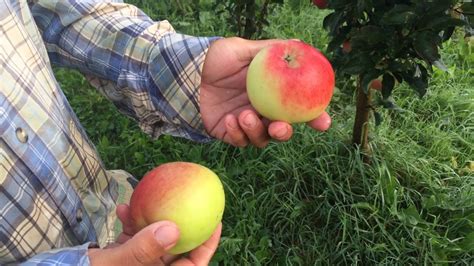 🍎 Колоновидные яблони сорт Валюта 🍎 - YouTube