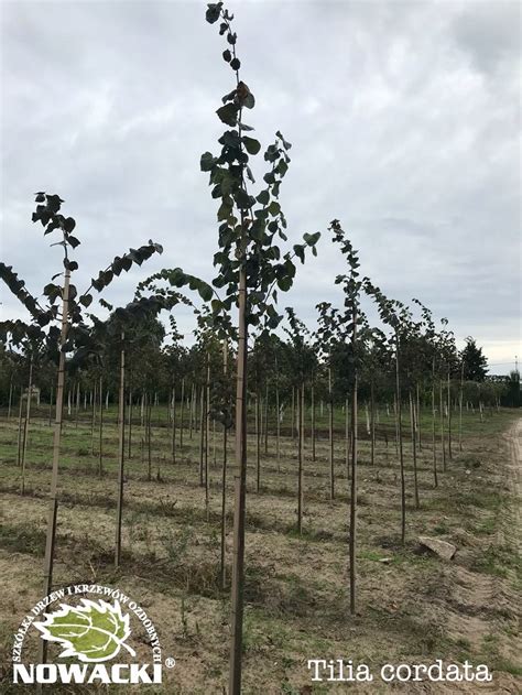 Tilia cordata lipa drobnolistna Drzewa Nowacki szkółka drzew i