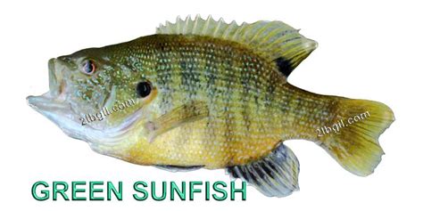 The identification of panfish