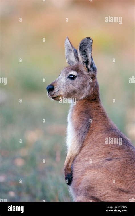 Common wallaroos (Macropus robustus), Mountain kangaroos, Wallaroos, Kangaroos, Marsupials ...