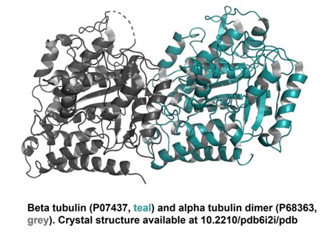 Anti Beta Tubulin Antibody Validab Beta Tubulin Loading Control