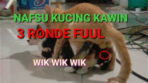 Kucing Kawin Suara Sijantan Bikin Nafsu Birahi Sibetina YouTube