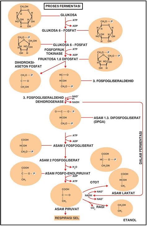 Biologi Gonzaga Fermentasi