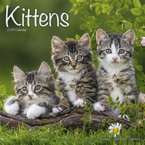 Kittens Calendar, Cat Calendars | MegaCalendars