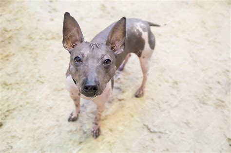 Xoloitzcuintli Terrier Mix