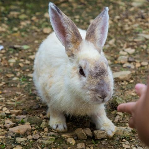 Imágenes adorables de conejos para fondo de pantalla Foto Premium