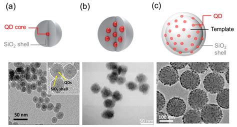 Ijms Free Full Text Synthesis And Application Of Silica Coated