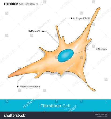 Fibroblast Cell Structure