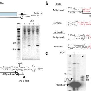 Discovery And Mapping Of An HDV Derived Small RNA A Schematic Of HDV