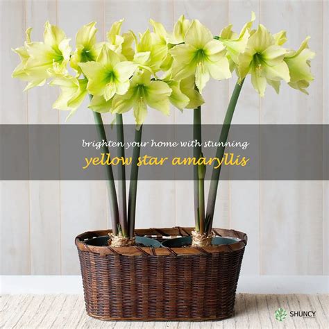 Brighten Your Home With Stunning Yellow Star Amaryllis Shuncy