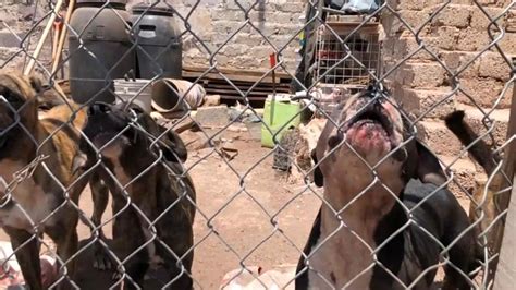 Jaur A De Perros Pitbull Matan A Hombre En La Venada En Guanajuato