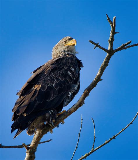 Bald Eagle Pygargue T Te Blanche Carl Comeau Flickr