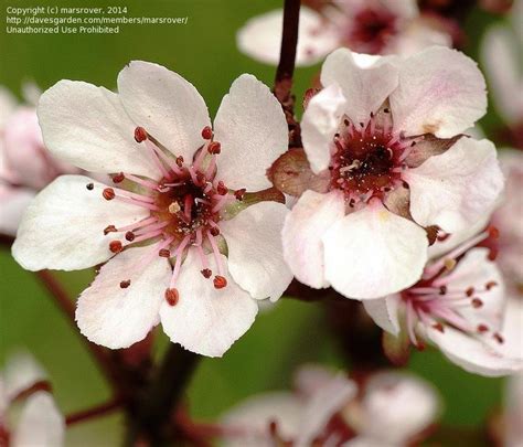 Plantfiles Pictures Prunus Dwarf Red Leaf Plum Purple Leaf Sand