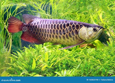 Asian Arowana Scleropages Formosus The Dragon Fish Stock Photo