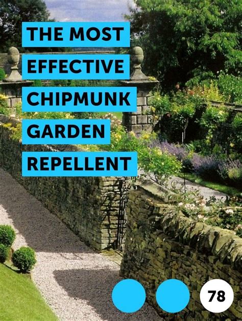 Learn The Most Effective Chipmunk Garden Repellent | How to guides ...