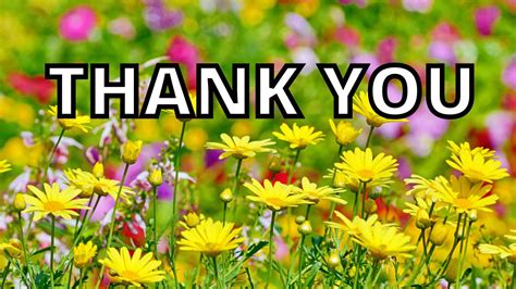 15 Nice Thank You Memes To Share Your Gratitude