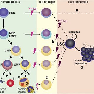 Pdf Regulation Of Hematopoietic And Leukemic Stem Cells By The Immune