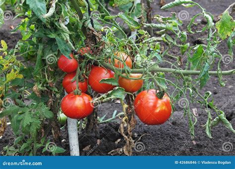 Tomatoes On Stem Stock Photo Image Of Farm Growing 42686846