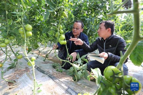 菜园子里的“科特派”：选育“金种子” 守护“菜篮子” 社会 东南网