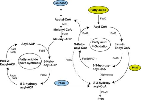 PHA Synthesis Pathways In Bacteria FadD Acyl CoA Ligase FadE