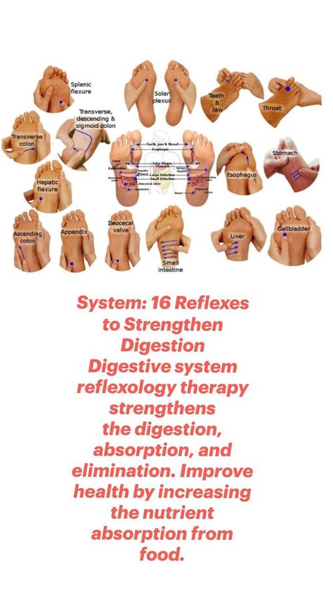 System 16 Reflexes To Strengthen Digestion Digestive System