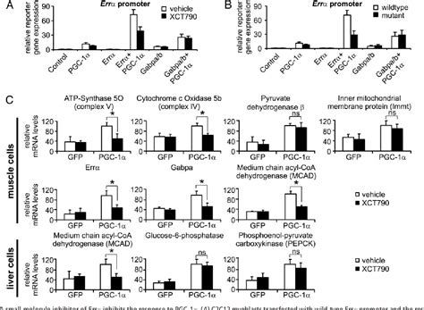 Figure From Erralpha And Gabpa B Specify Pgc Alpha Dependent