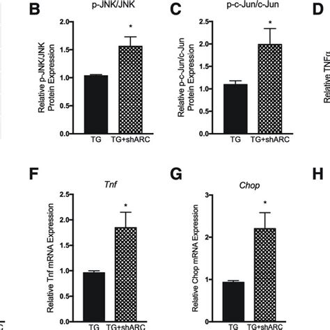 Arc Knockdown Increases Jnk Pathway Activation In Amyloid Forming