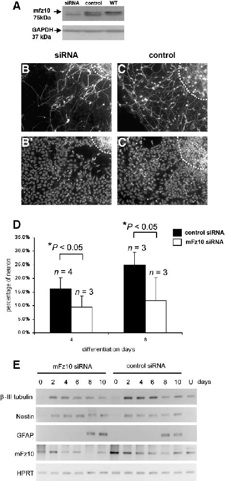 Neural Differentiation Of Mfz Sirna Knockdown Cells A Western