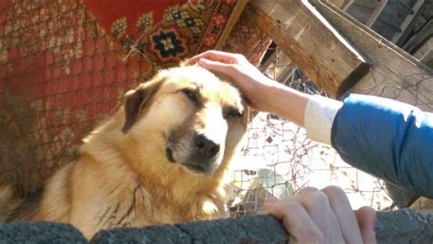 A dog and a tiger cub, proving that friendship knows no bounds. Who ...