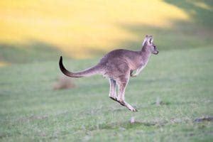 Kangaroo Names: 200 Good and Famous Names for Kangaroos