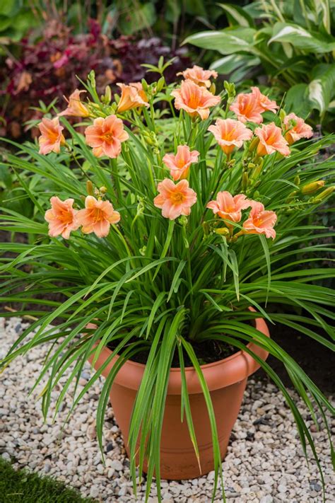 Everydaylily® ‘pink Wing Hemerocallis Degroot