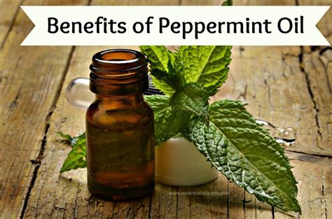 Peppermint Oil Young Living Essential Oils For Aromatherapy