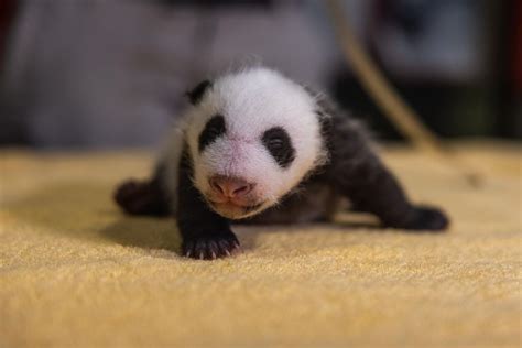 Why It Takes A DNA Test To Determine A Panda Cub S Sex