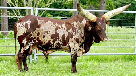 Foundation Pure Ankole Watusi Herd Sire | World Watusi Association