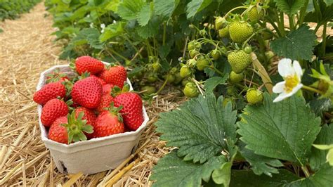 Erdbeeren frisch vom Feld Calden eröffnet als erster Standort im Kreis