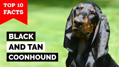 Black And Tan Coonhound - Top 10 Facts - YouTube