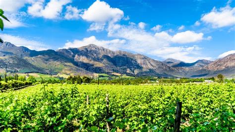 Vineyards of the Cape Winelands in the Franschhoek Valley in the Western Cape of South Africa ...