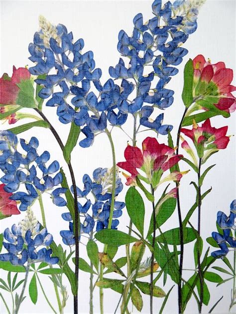 Pressed Flower Print Artwork Bluebonnets Indian Paintbrush Texan