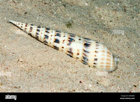 Auger Shell Terebra Maculata Marsa Alam Red Sea Egypt Stock Photo