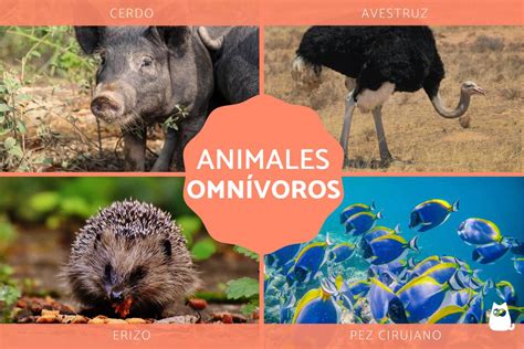 Herbívoros Carnívoros Y Omnívoros