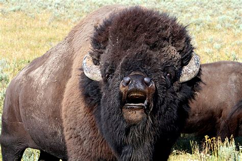 Sacred Buffalo in the Wild