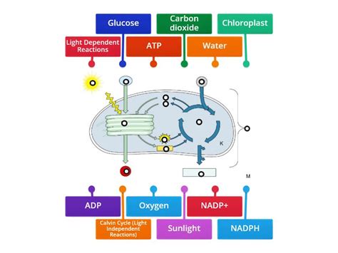 Photosynthesis diagram - Labelled diagram