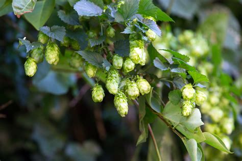 Le Houblon Et Ses Propri T S Echosciences Grand Est