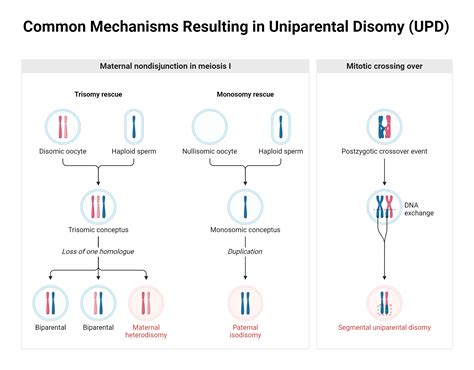 Common Mechanisms Resulting In Uniparental Disomy Upd Biorender