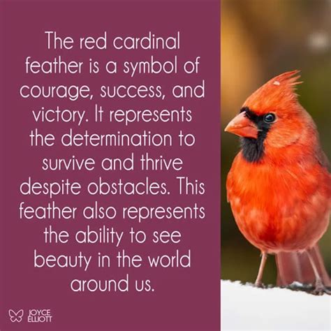 Cardinal Feather Meaning: 7 Powerful Symbols And Divine Messages ...