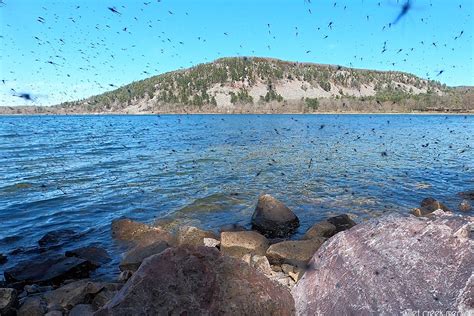 Lake Flies Devil S Lake State Park Area Visitor S Guide