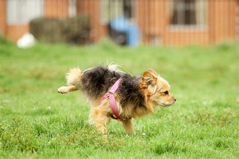 Cystite chez le chien causes symptômes traitements