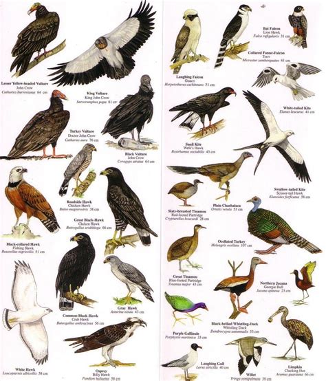 Belize Birds Nhbs Field Guides And Natural History